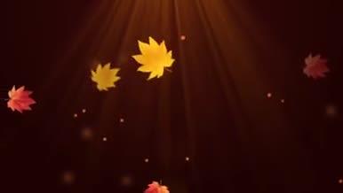 秋天枫叶飘落动态视频素材AE模板视频的预览图